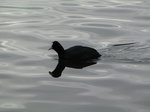 SX02810 Coot with reflection on water [Fulica Atra].jpg